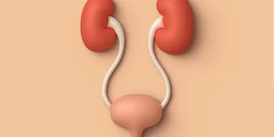 3D design of human kidney and bladder system.