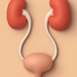 3D design of human kidney and bladder system.