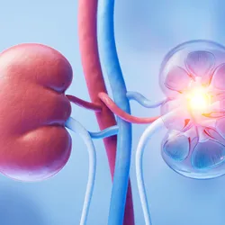 Kidney with biology and health care concept, 3d rendering. 3D illustration.