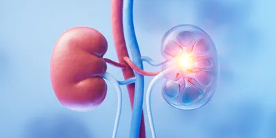 Kidney with biology and health care concept, 3d rendering. 3D illustration.