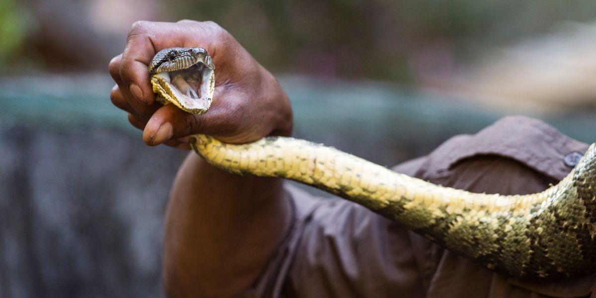 is semaglutide snake venom Wegovy was inspired by Gila monster – here are some other drugs with surprising origins Semaglutide: Science Behind New Weight