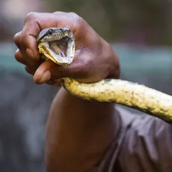 Man holding a snake in hand.