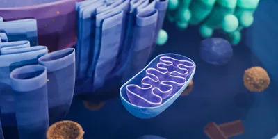 3D representation of a mitochondria in a cell. 