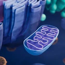 3D representation of a mitochondria in a cell. 