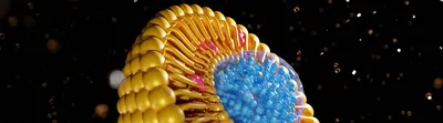 3d rendering of nanomedicine inside of liposome lipid bilayer with cholesterol molecules
