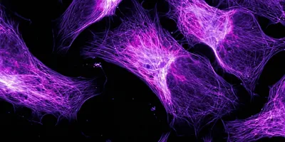 Cell Cinema is a platform that uses label-free photonics to create real-time movies of living cellular chemistry.