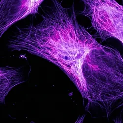 Cell Cinema is a platform that uses label-free photonics to create real-time movies of living cellular chemistry. 