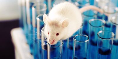White laboratory mouse on top of test tubes, illustrating a research animal in a controlled setting.