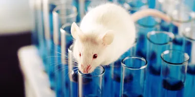 White laboratory mouse on top of test tubes, illustrating a research animal in a controlled setting.