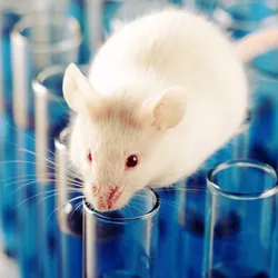 White laboratory mouse on top of test tubes, illustrating a research animal in a controlled setting.