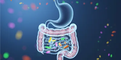 Illustration of a stomach with pink intestines with colorful microbes inside
