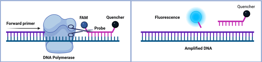 Illustration of probe-based quantitative PCR showing DNA polymerase cleaving a fluorescent probe during DNA amplification to generate a fluorescence signal. Illustration of probe-based quantitative PCR showing DNA polymerase cleaving a fluorescent probe during DNA amplification to generate a fluorescence signal.