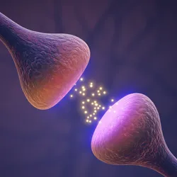 A 3D image of a synapse, with neurotransmitters being sent between neurons. 