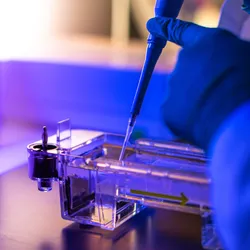 Image of gloved hand pipetting into an electrophoresis gel