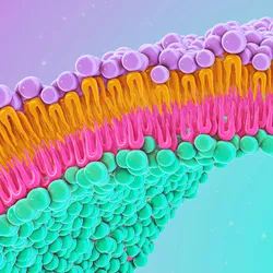 A colorful representation of the cell membrane phospholipid structure. 