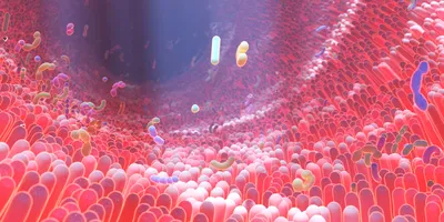 3D illustration of the human gut microbiome showing intestinal bacteria within the digestive tract