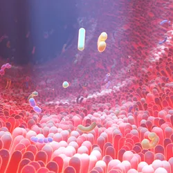 3D illustration of the human gut microbiome showing intestinal bacteria within the digestive tract