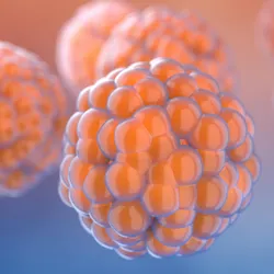 3D illustration of spherical cell clusters composed of tightly packed orange cells, suspended against a soft pink and blue background, representing organoids or multicellular tumor spheroids used in cancer and tissue research.