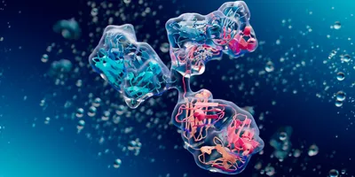 3D visualization of a human immunoglobulin (antibody), showing both surface and internal protein domains.