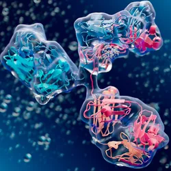 3D visualization of a human immunoglobulin (antibody), showing both surface and internal protein domains.