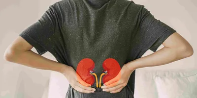 Back view of young man with kidney diagrams. 