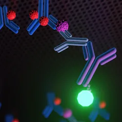A 3D rendering illustrates a sandwich ELISA technique, where antigen detection is achieved between two layers of antibodies: a capture antibody and a detection antibody