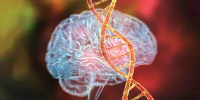 A transparent blue-ish colored brain is shown with a bright orange-red helix over top.