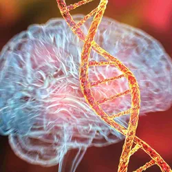 A transparent blue-ish colored brain is shown with a bright orange-red helix over top.
