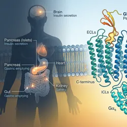GLP-1 receptor biology: class B GPCR structure, signaling, and tissue distribution across brain, gut, heart, and kidney.