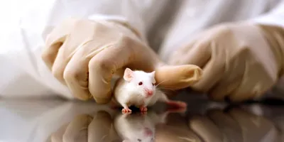 Scientists hands grabbing white mouse on table surface. 
