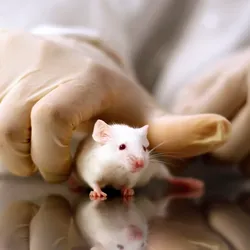 Scientists hands grabbing white mouse on table surface.