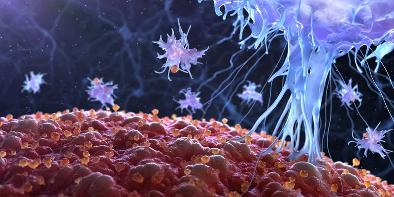 The immune system attacking cancer cells. 