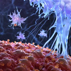 The immune system attacking cancer cells.