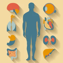 Human anatomy. Flat design icons for medical theme