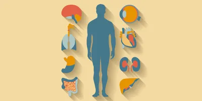 Human anatomy. Flat design icons for medical theme