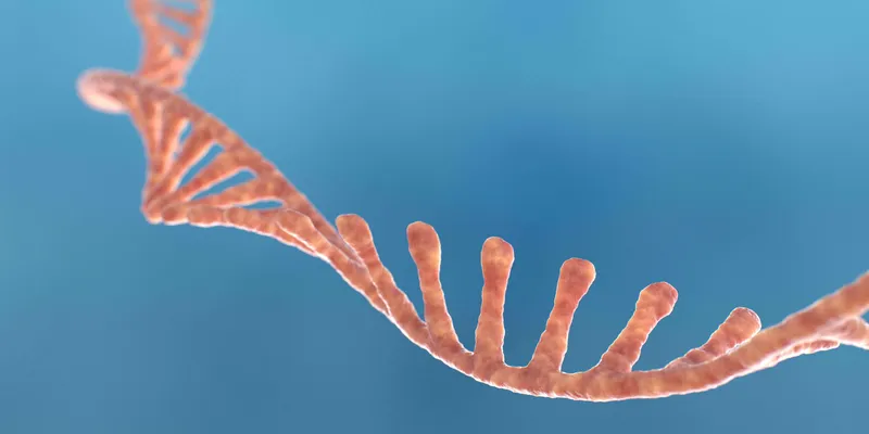 Pinkish-colored RNA strand on a blue background