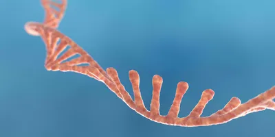 Pinkish-colored RNA strand on a blue background