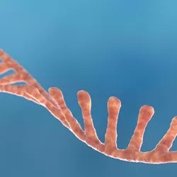 Pinkish-colored RNA strand on a blue background