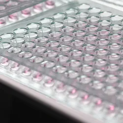 Close-up of multiple transparent multiwell plates arranged on a laboratory bench for high-throughput biological screening. 