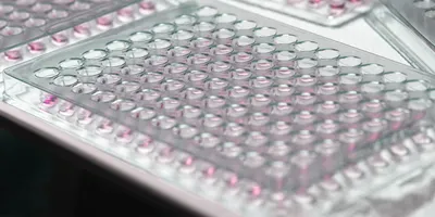 Close-up of multiple transparent multiwell plates arranged on a laboratory bench for high-throughput biological screening. 