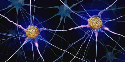 A neuron with a yellow cell body and purplish-colored axons on a black background