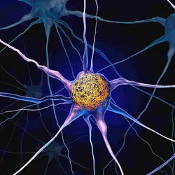 A neuron with a yellow cell body and purplish-colored axons on a black background