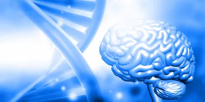 A bright blue brain with a blue DNA helix