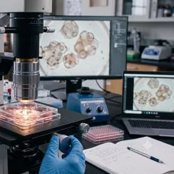 A researcher using an inverted microscope to analyze 3D organoid cell cultures on a multi-well plate in a laboratory setting.