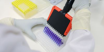 Gloved researcher transferring liquid into a microplate using a multichannel pipette.