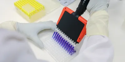 Gloved researcher transferring liquid into a microplate using a multichannel pipette.