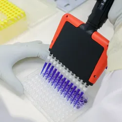Gloved researcher transferring liquid into a microplate using a multichannel pipette.