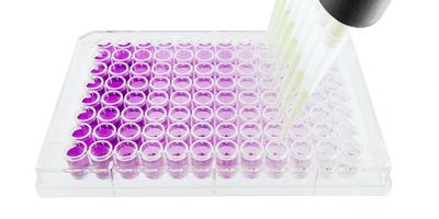 Multichannel pipette dispensing a serial dilution into a 96-well microplate.