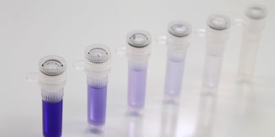 Serial dilution series in microcentrifuge tubes showing progressively decreasing concentrations of a purple solution.