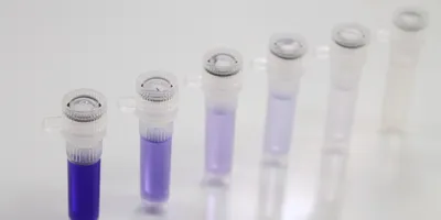 Serial dilution series in microcentrifuge tubes showing progressively decreasing concentrations of a purple solution.